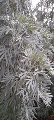 Artemisia arborescens