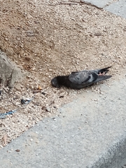 Columba livia domestica