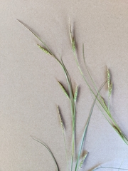 Carex iynx