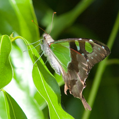 Graphium macleayanus