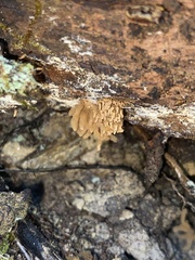 Arcyria obvelata