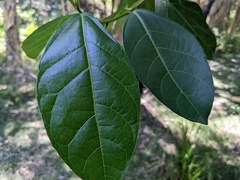 Ficus fraseri
