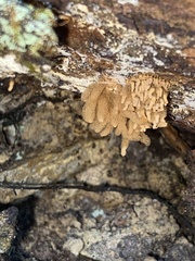 Arcyria obvelata