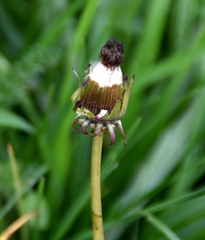 Taraxacum officinale