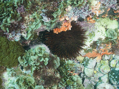 Heliocidaris tuberculata