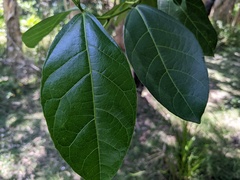 Ficus fraseri