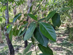 Ficus fraseri