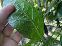 Ficus fraseri