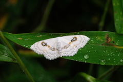 Problepsis vulgaris