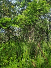 Acrotriche aggregata
