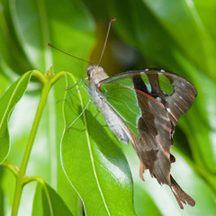 Graphium macleayanus