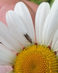 Glyphipterix simpliciella