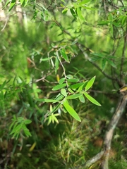 Acrotriche aggregata