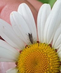 Glyphipterix simpliciella