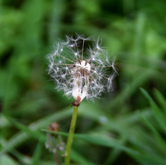 Taraxacum officinale