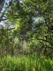 Acrotriche aggregata