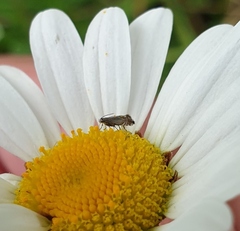 Glyphipterix simpliciella