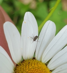 Glyphipterix simpliciella