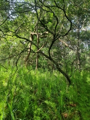 Acrotriche aggregata