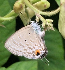 Catochrysops panormus exiguus