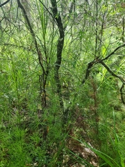 Acrotriche aggregata