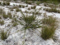 Micromyrtus littoralis