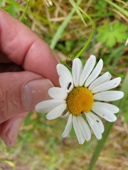 Glyphipterix simpliciella