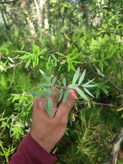 Acrotriche aggregata