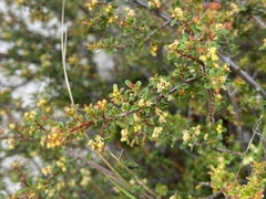 Pseudanthus orientalis