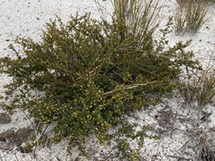 Pseudanthus orientalis