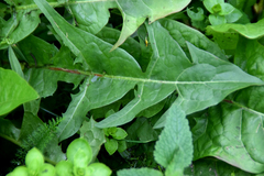 Taraxacum officinale