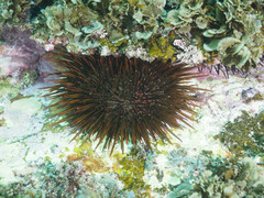 Heliocidaris tuberculata