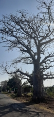 Adansonia