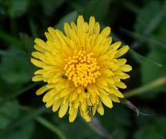 Taraxacum officinale