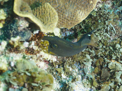 Cantherhines pardalis