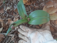 Himantoglossum robertianum
