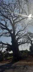 Adansonia