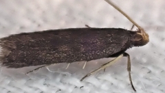 Lecithocera