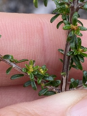 Pseudanthus orientalis