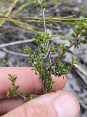 Pseudanthus orientalis