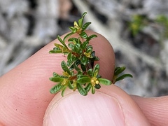 Pseudanthus orientalis