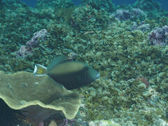 Sufflamen chrysopterum