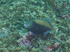 Sufflamen chrysopterum