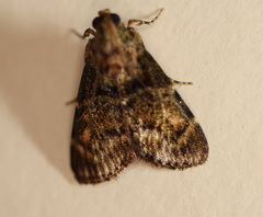 Orthaga atribasalis
