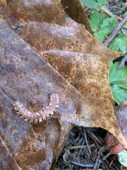 Polydesmus complanatus