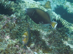 Sufflamen chrysopterum