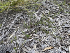 Pseudanthus orientalis