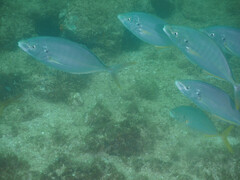 Pseudocaranx georgianus