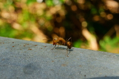 Camponotus nicobarensis