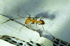 Camponotus nicobarensis